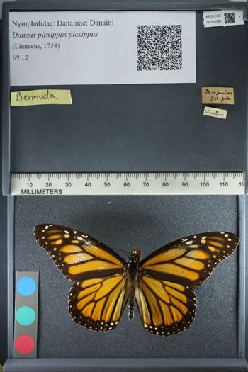 Media type: image;   Entomology 165381